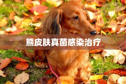 熊皮膚真菌感染治療