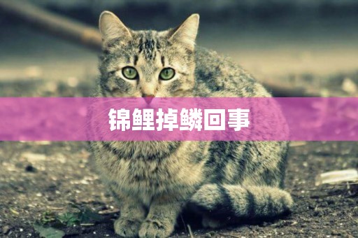 錦鯉掉鱗回事