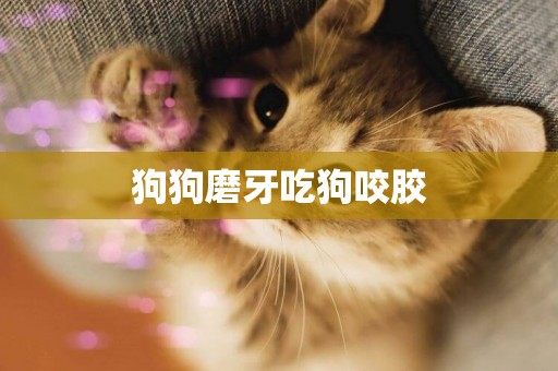 狗狗磨牙吃狗咬膠
