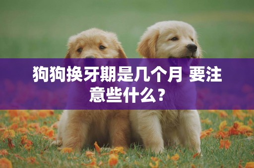 狗狗換牙期是幾個月 要注意些什么？