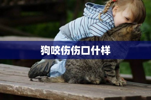 狗咬傷傷口什樣
