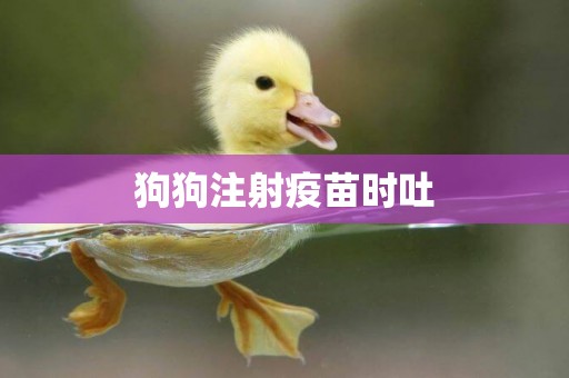 狗狗注射疫苗時吐