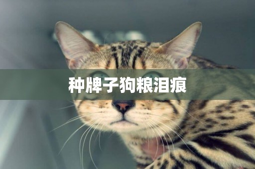 種牌子狗糧淚痕
