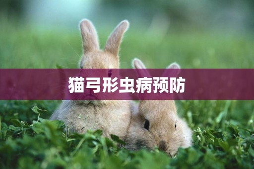 貓弓形蟲病預防