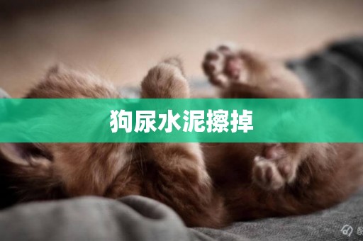 狗尿水泥擦掉