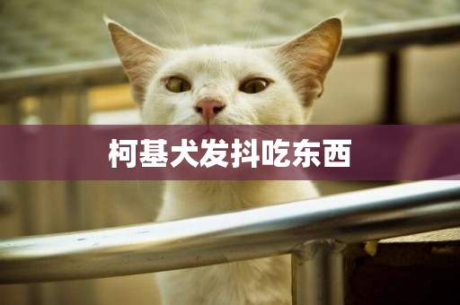 柯基犬發抖吃東西