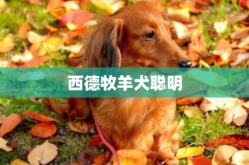 西德牧羊犬聰明