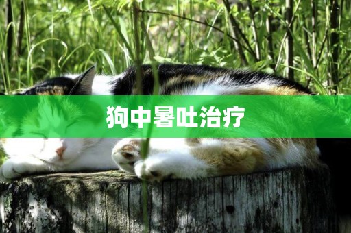 狗中暑吐治療