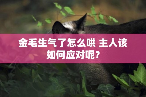 金毛生氣了怎么哄 主人該如何應對呢？