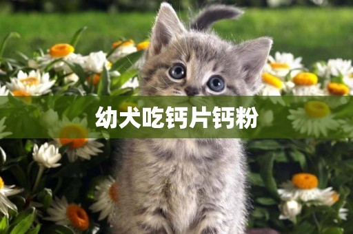 幼犬吃鈣片鈣粉