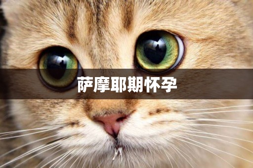 薩摩耶期懷孕