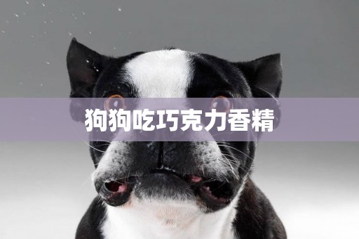 狗狗吃巧克力香精