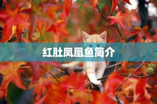 紅肚鳳凰魚簡介