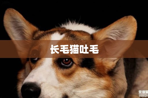 長毛貓吐毛