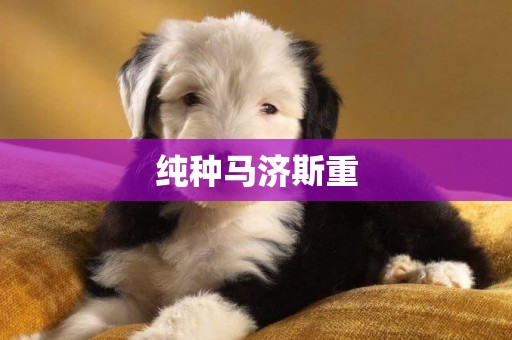 純種馬濟斯重