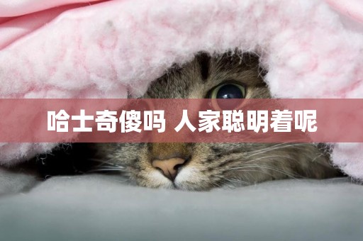 哈士奇傻嗎 人家聰明著呢