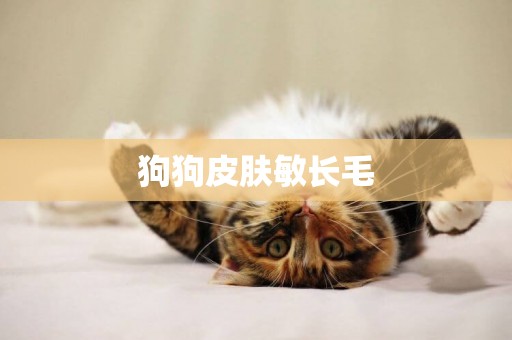 狗狗皮膚敏長毛