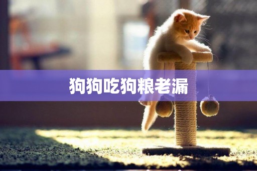 狗狗吃狗糧老漏