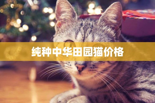 純種中華田園貓價格