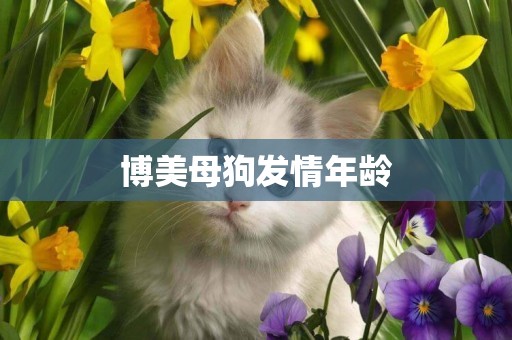 博美母狗發情年齡