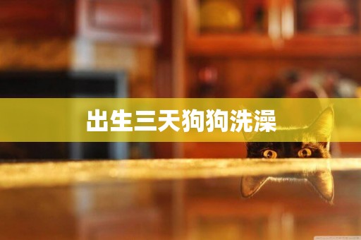 出生三天狗狗洗澡