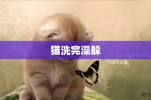 貓洗完澡躲