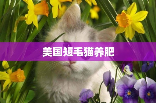 美國短毛貓養肥