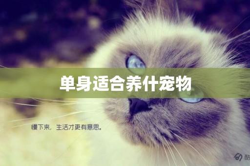單身適合養什寵物