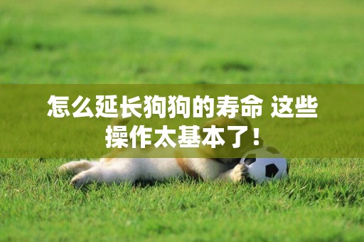 怎么延長狗狗的壽命 這些操作太基本了！