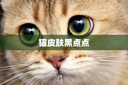貓皮膚黑點點