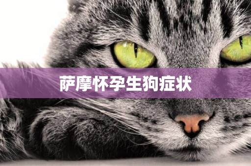 薩摩懷孕生狗癥狀