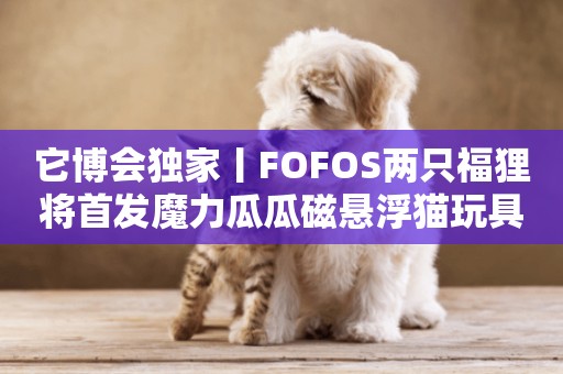 它博會獨家丨FOFOS兩只福貍將首發魔力瓜瓜磁懸浮貓玩具