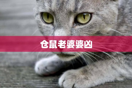 倉鼠老婆婆兇
