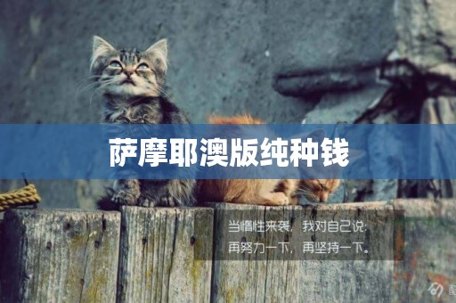 薩摩耶澳版純種錢
