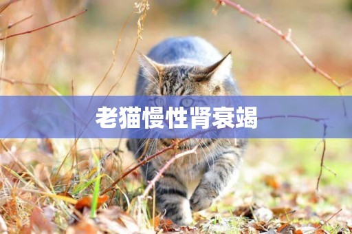 老貓慢性腎衰竭