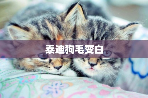 泰迪狗毛變白