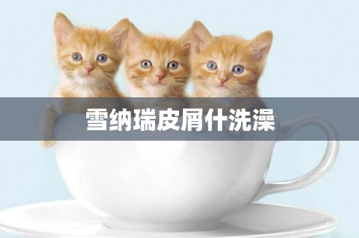 雪納瑞皮屑什洗澡