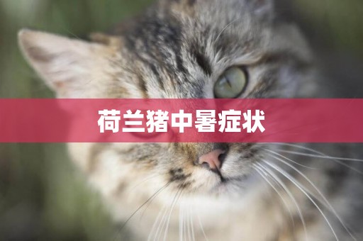 荷蘭豬中暑癥狀
