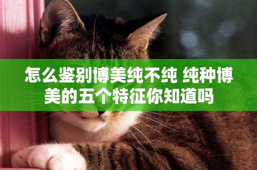 怎么鑒別博美純不純 純種博美的五個特征你知道嗎