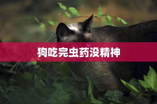 狗吃完蟲藥沒精神