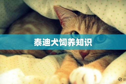 泰迪犬飼養知識