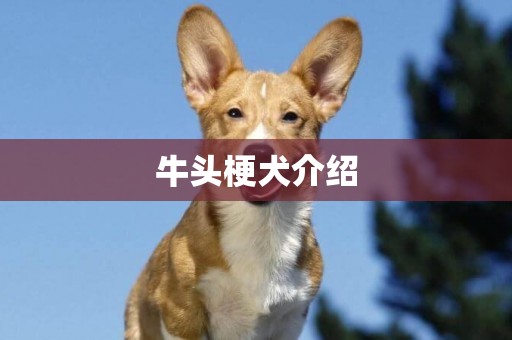 牛頭梗犬介紹