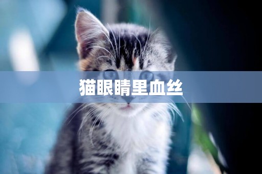 貓眼睛里血絲