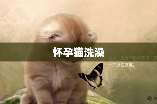 懷孕貓洗澡