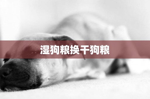 濕狗糧換干狗糧