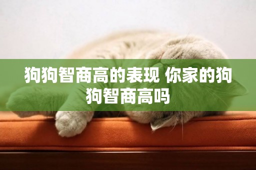 狗狗智商高的表現 你家的狗狗智商高嗎 狗狗智商高的表現 你家的狗狗智商高嗎