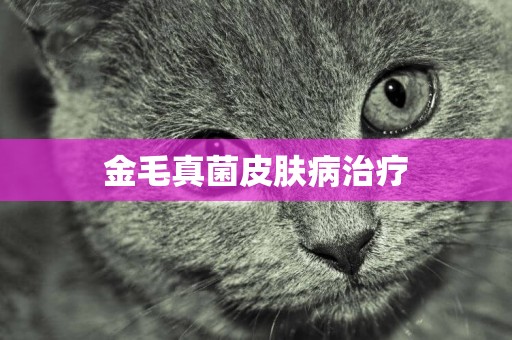 金毛真菌皮膚病治療