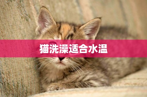 貓洗澡適合水溫
