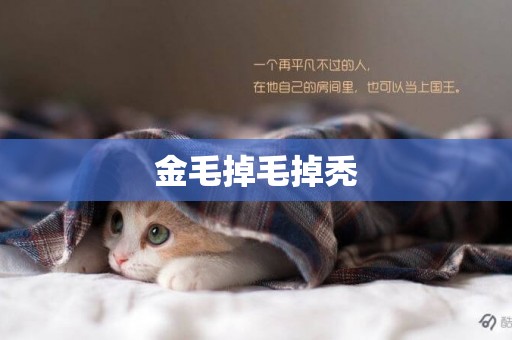 金毛掉毛掉禿