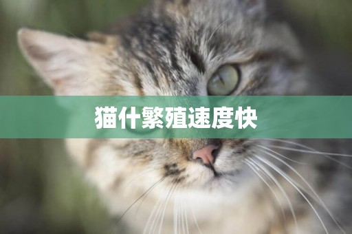 貓什繁殖速度快